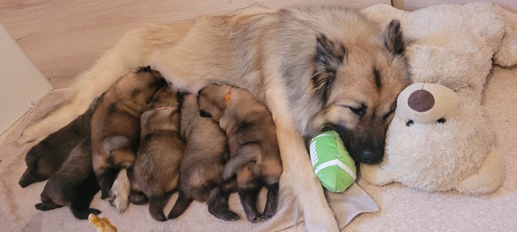 chiot Eurasier De La Vallee Du Nardouet